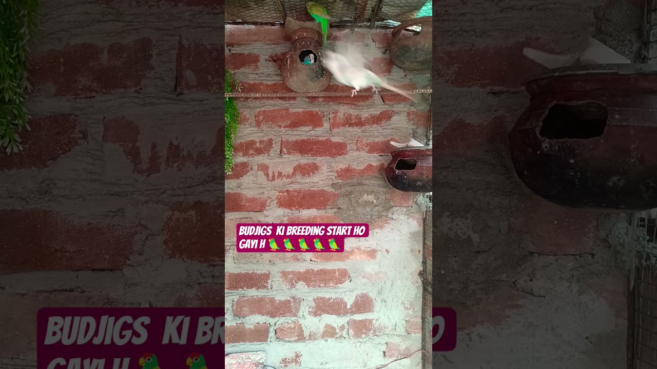 Budjigs colony me breeding start ho gayi h 🦜🦜 #shorts #birds #cuteparrot #videos