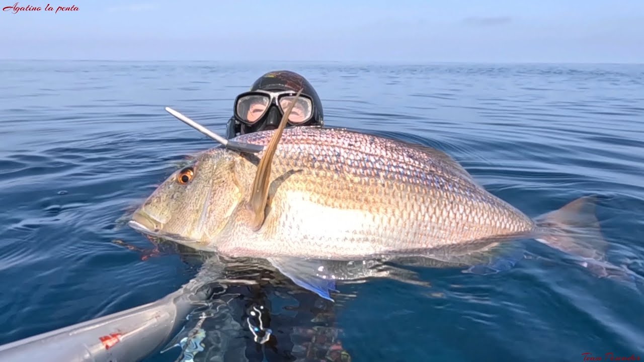 Pesca sub - splendido Dentice a basse quote con mare piatto e acque limpide 💯💯💯