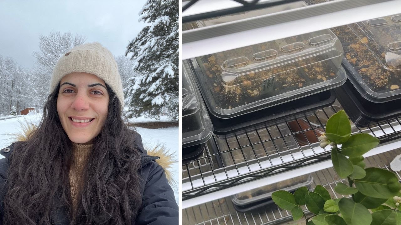 Snow Damage In The Garden & Seed Starting Lisianthus || Garden Vlog