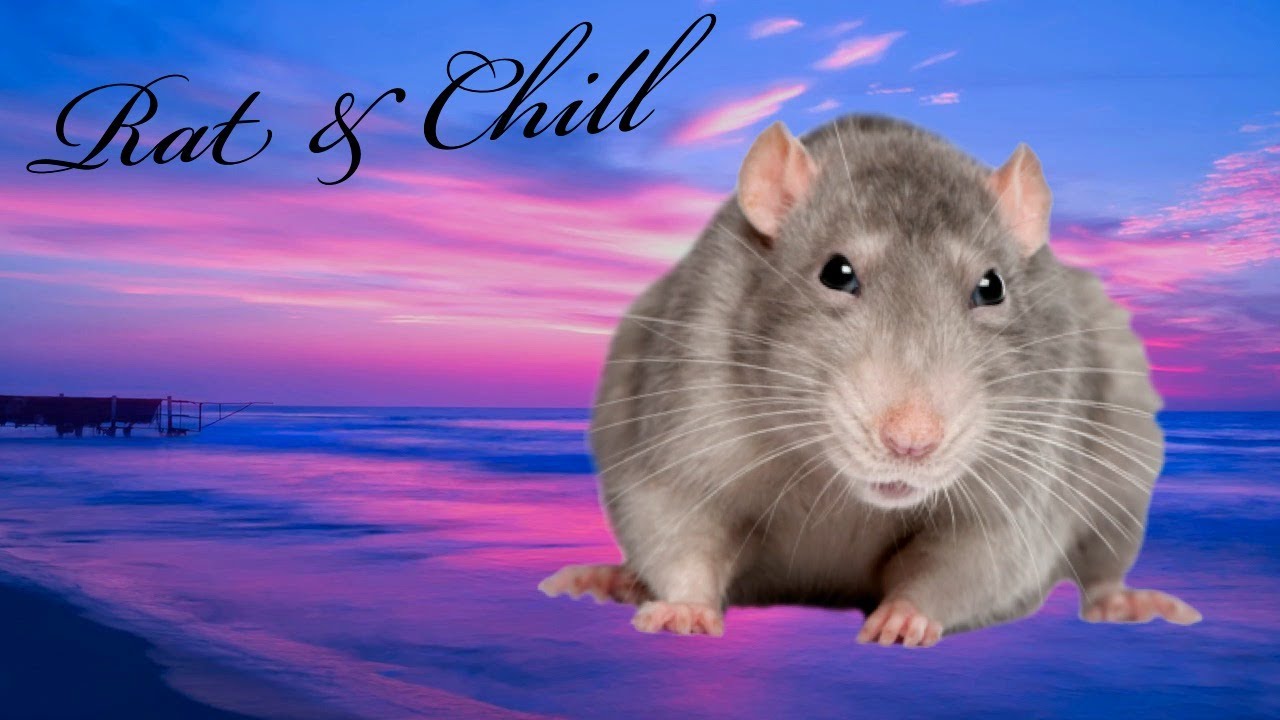 Rat & Chill #2