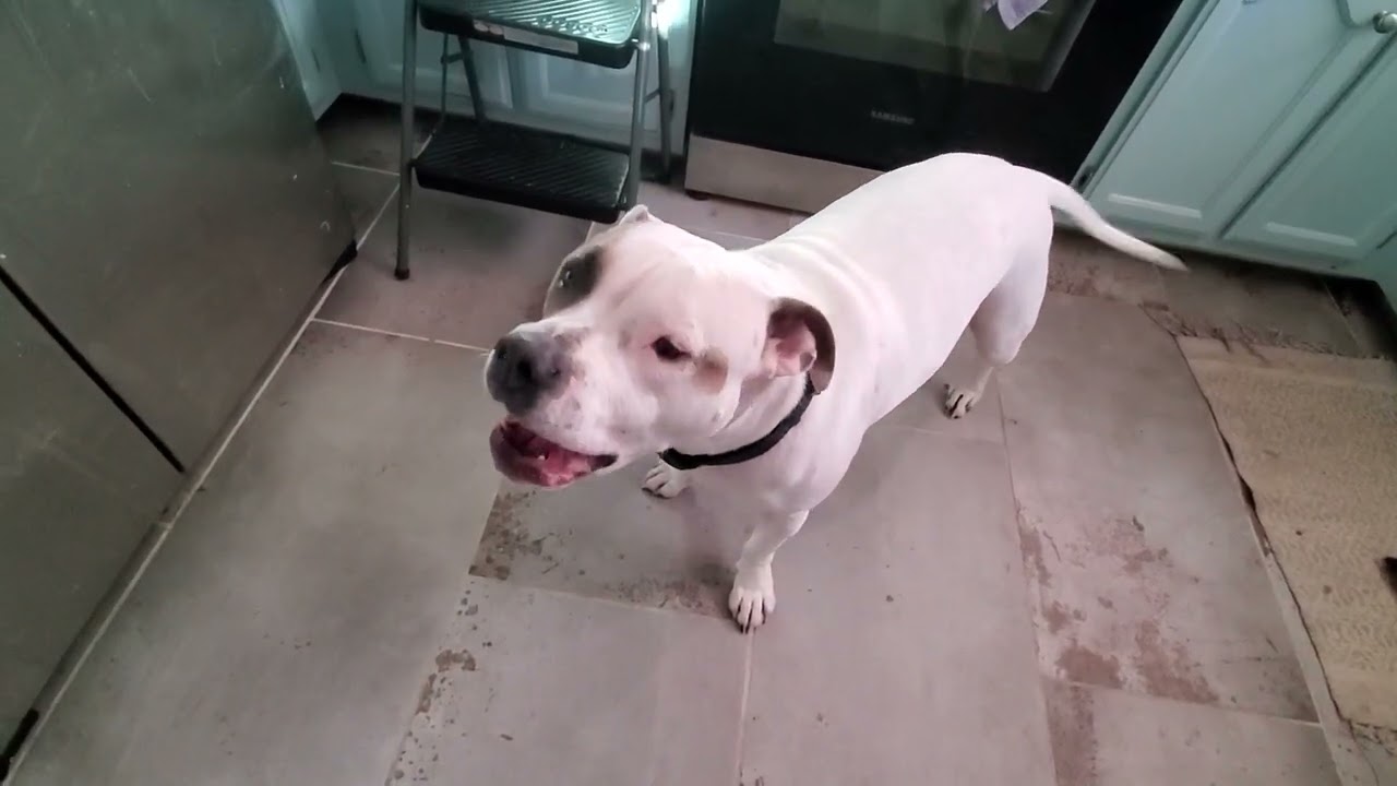 sassy pitbull is hungry
