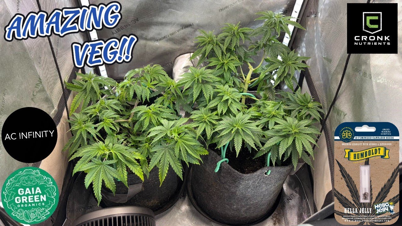 HUMBOLDT'S HELLA JELLY COMPLETE INDOOR VEG!
