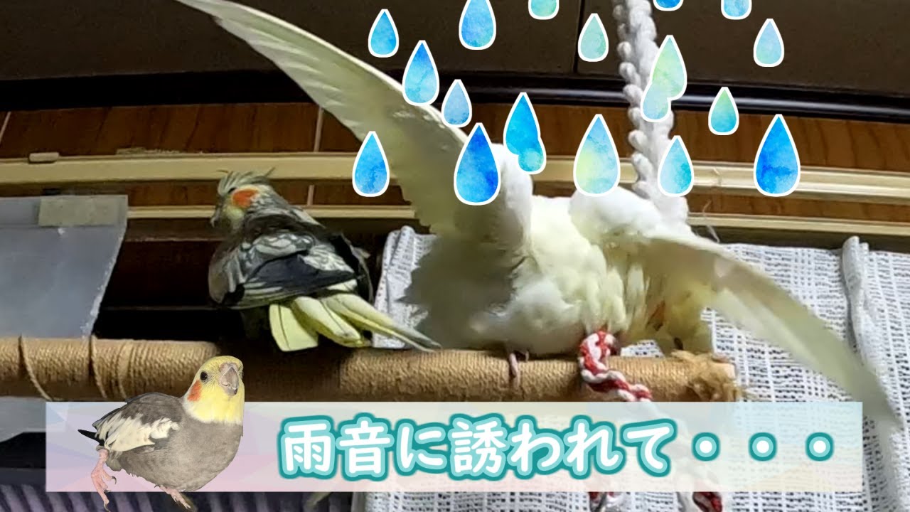 【オカメインコ】雨音に誘われて・・・
