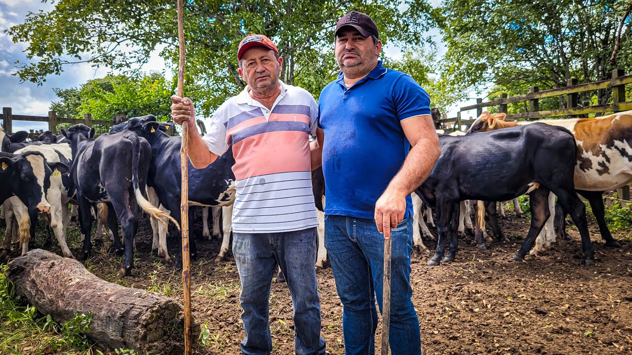 VACAS LEITEIRAS PRENHAS A VENDA NA FAZENDA ZÉ DE DANDA, O MELLHOR DA REGIÃO