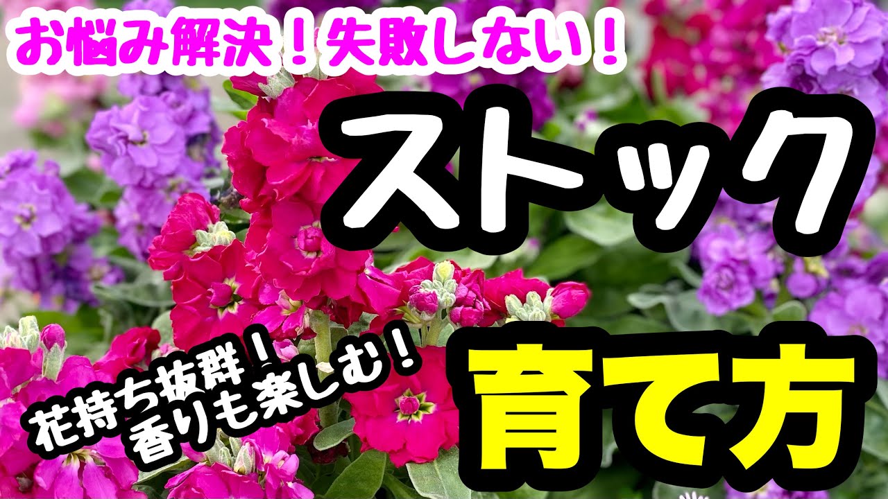 ■水やり注意❗️モリモリ育てる『ストック』の育て方🌱