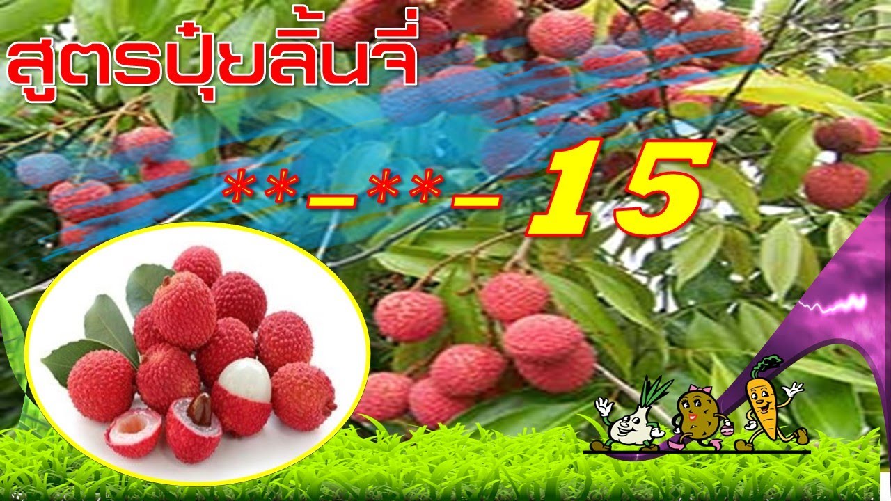 สูตรปุ๋ยสำหรับลิ้นจี่ (ลิ้นจี่)