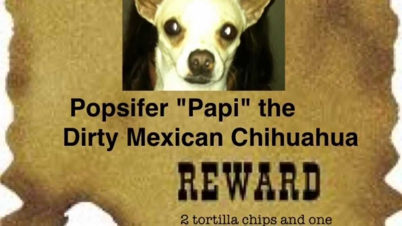 Papi-  The Dirty, Ball Sniffing, Mexican Chihuahua
