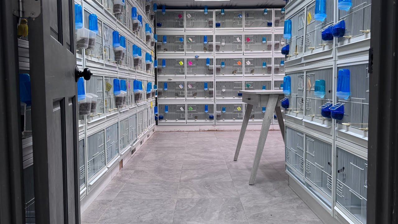 Inside of my Fife Canary Bird Room 2025