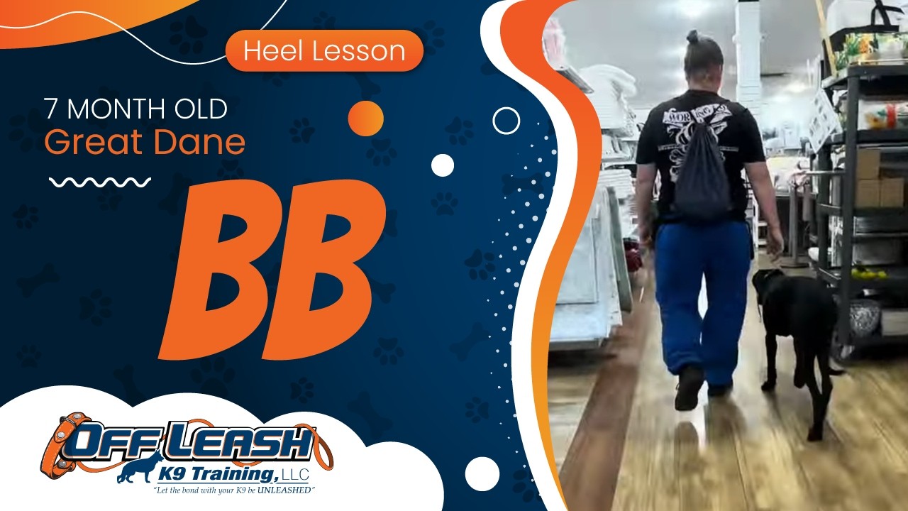 7 mo Great Dane BB ~ Best Great Dane Trainers ~ Off Leash K9 Training Phoenix