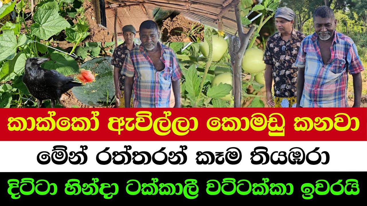 The Storm Destroyed Everything… We Plant Again | Crows Eat My Watermelons Before Harvest