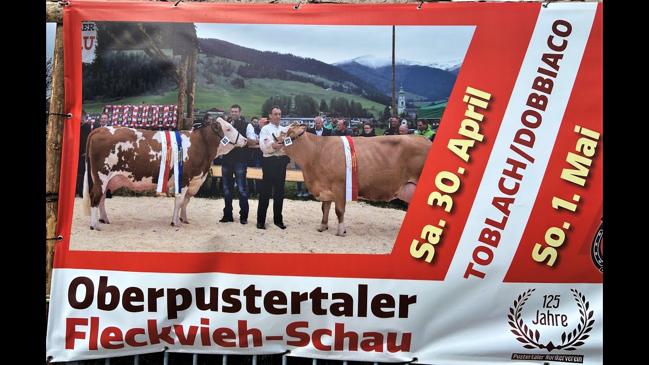 FLECKVIEH - FLECKVIEHSCHAU OBERPUSTERTAL