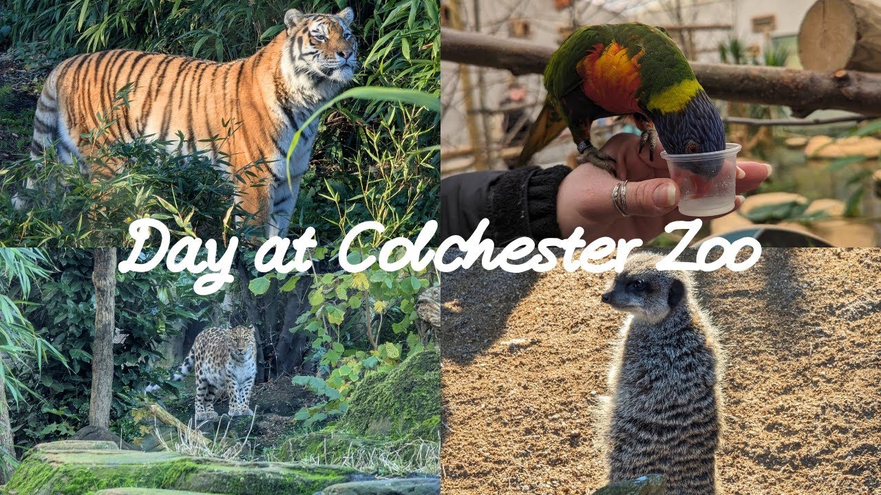 A DAY AT COLCHESTER ZOO