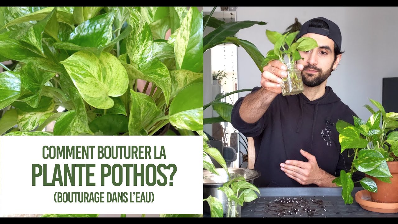 Comment bouturer la plante Pothos? Conseils pour un bouturage TRÈS FACILE dans l'eau!