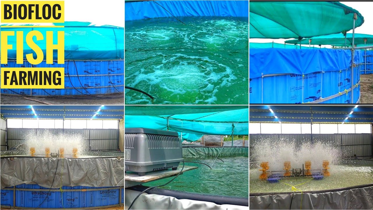 Biofloc Tank, Aeration, Air Pump System | Biofloc Fish Farming Technology