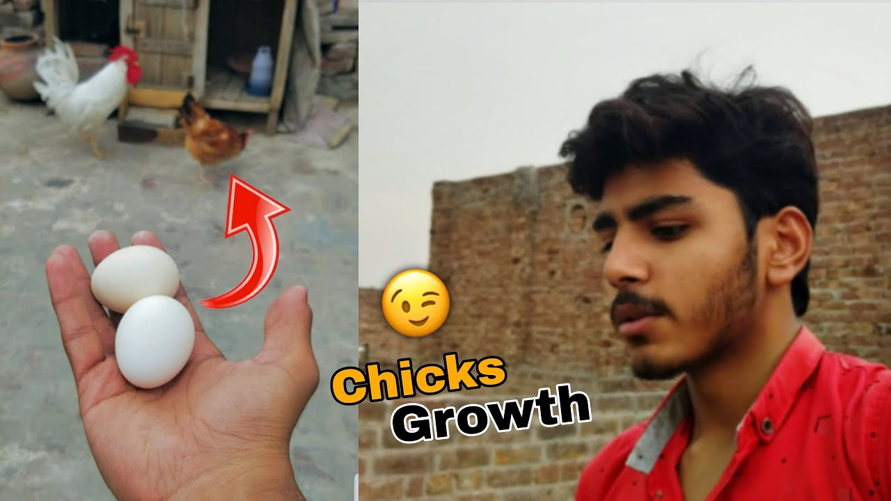 Andy Mil Gaye 😘 chicks Growth