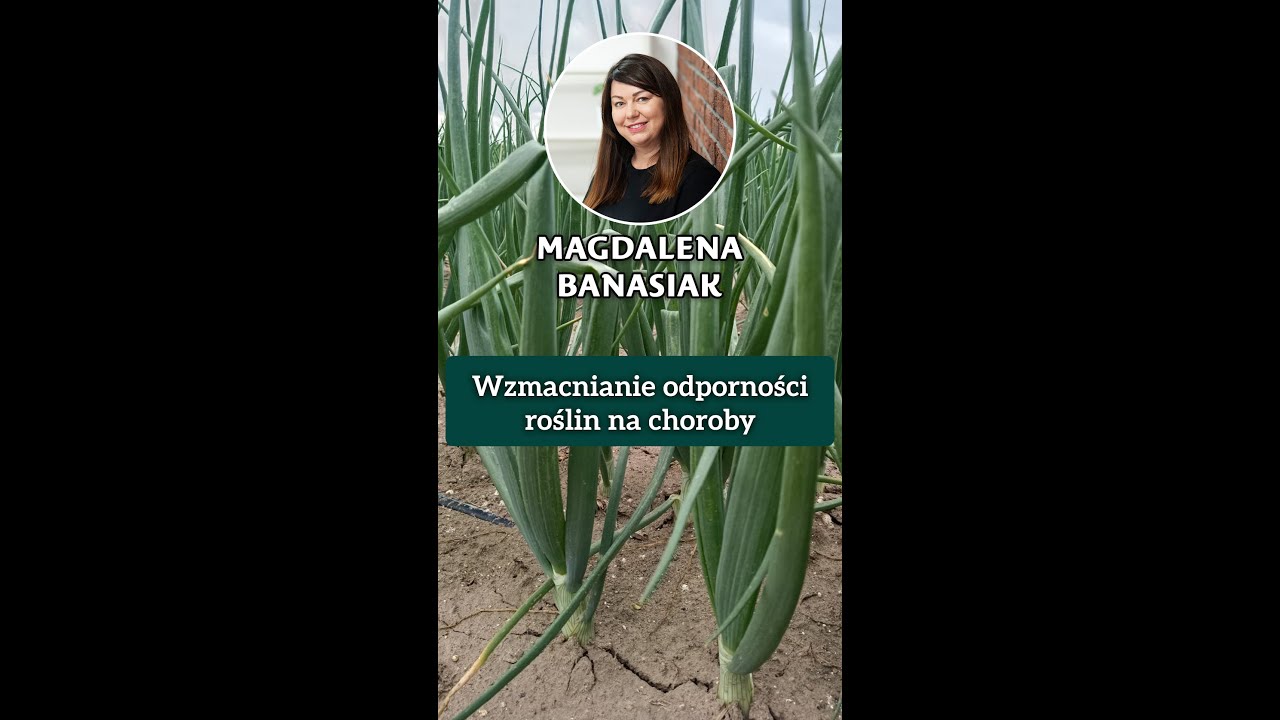 Miedziowe sposoby na mączniaka rzekomego w cebuli