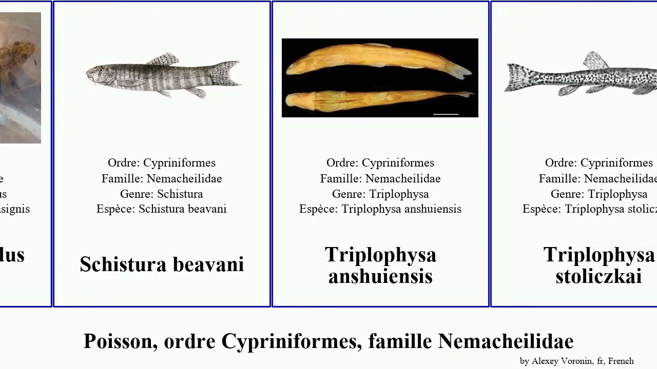 Poisson, ordre Cypriniformes, famille Nemacheilidae triplophysa fish insignis Nemacheilus Fuse