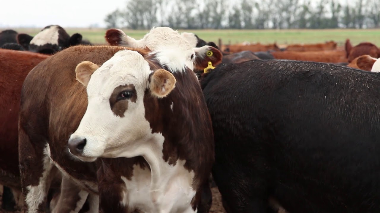 FeedLot en Vicuña Mackenna Parte 1