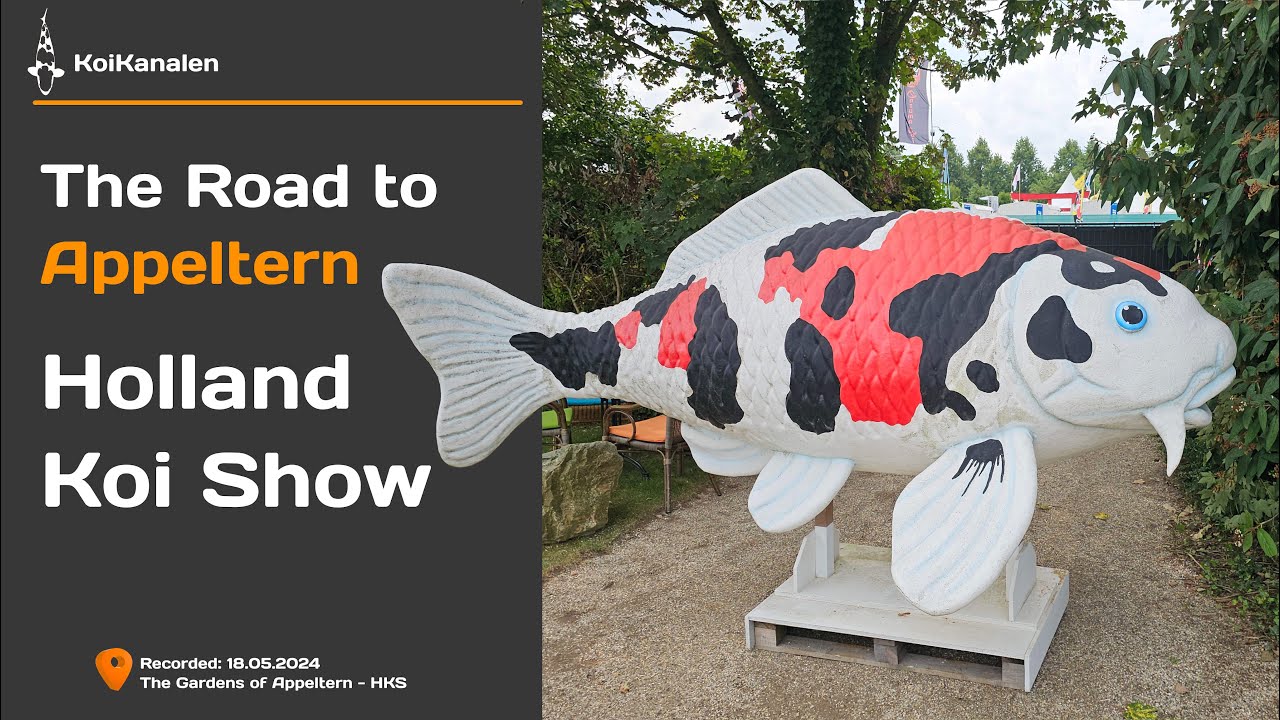 The road to Appeltern | Holland Koi Show 2024 - AMAZING SHOW & GARDEN!