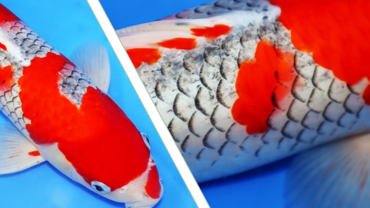 Goshiki Koi development update [after 3 months]