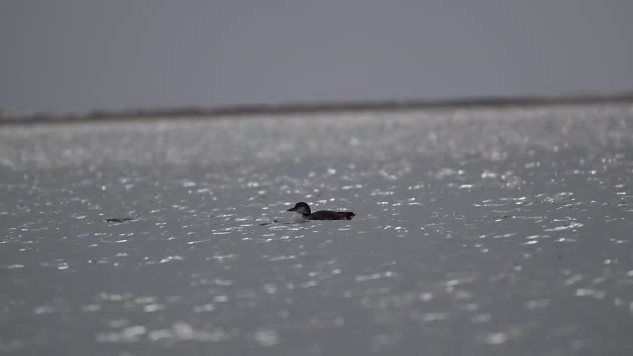 Common Loon (2026/02/07)