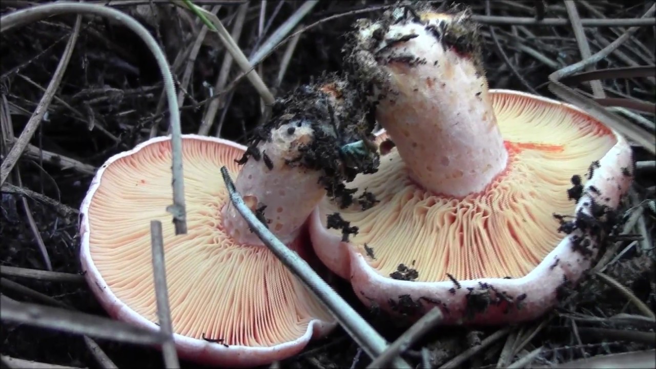 LACTARIUS DELICIOSUS....2016