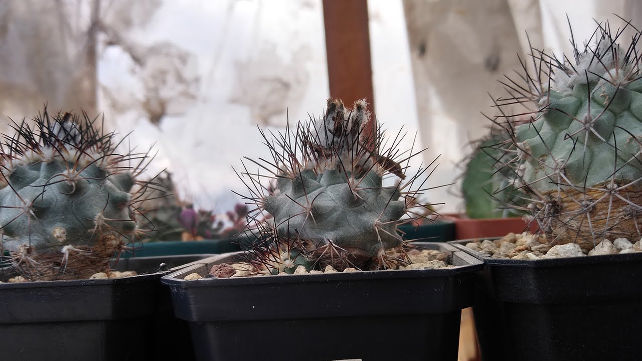 Mis Turbinicarpus viereckii subsp. gielsdorfianus