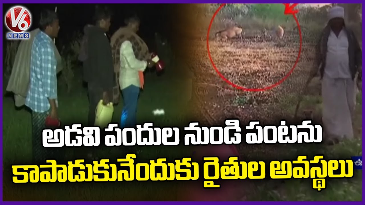 Farmers Facing Difficulties To Protect Crop From Wild Boars In Adilabad | V6 News