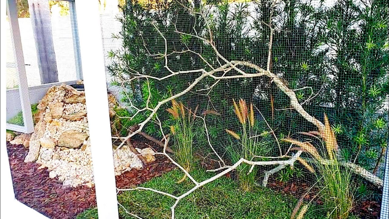 Limpiamos el Aviario y sembramos plantas nuevas para las aves