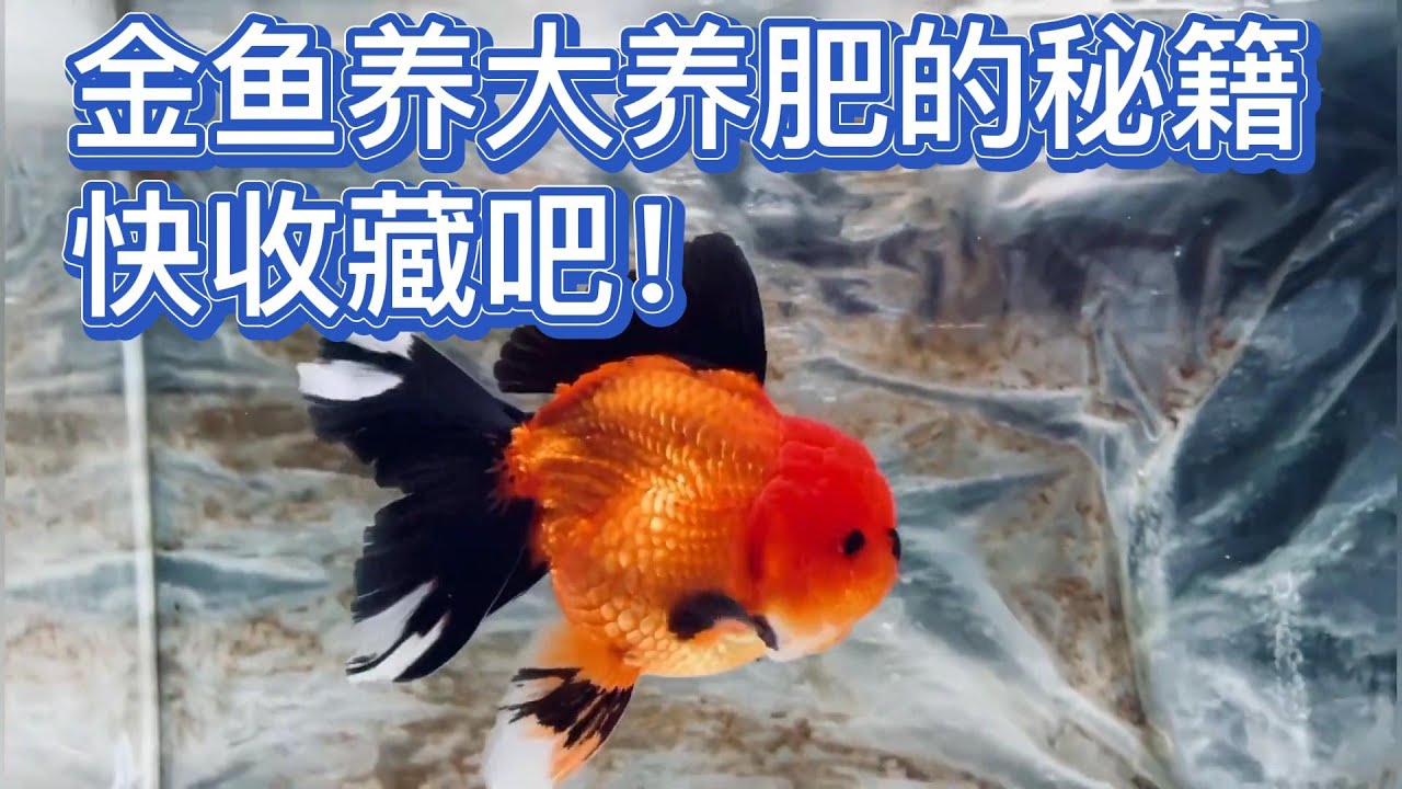 金鱼养大养肥的秘籍，快收藏吧！
