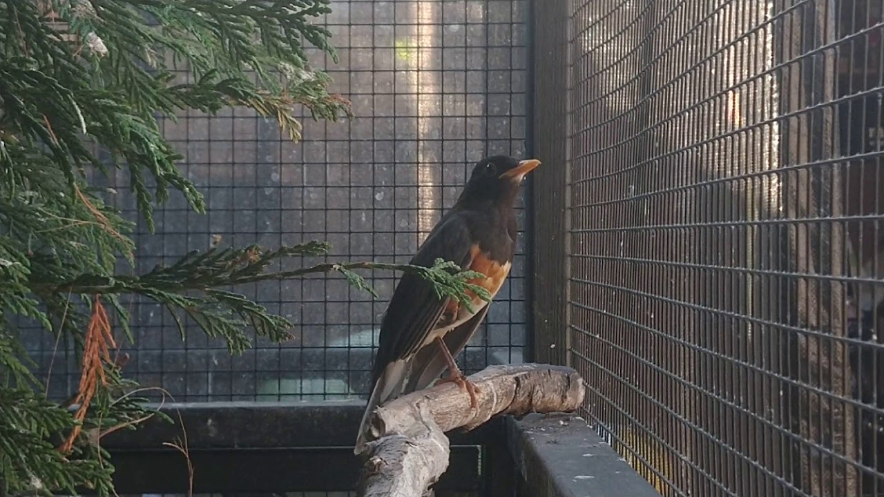 Zwartborstlijster Turdus dissimilis from Holland