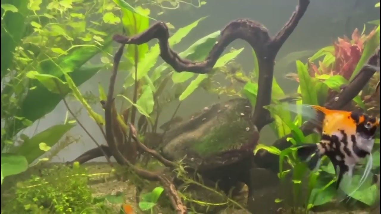 Angelfish and Swordtail fish Aquarium Tour!