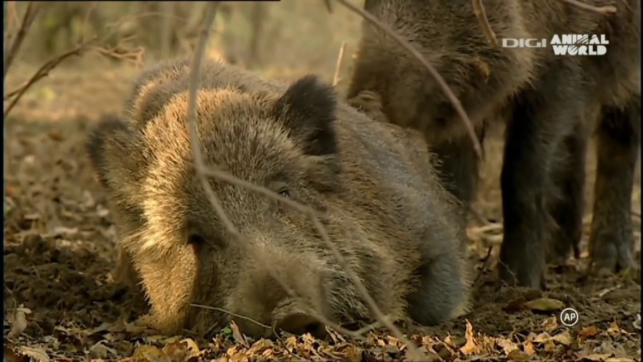 A v&ouml;lgy a hat&aacute;ron - A Thayatal Nemzeti Park