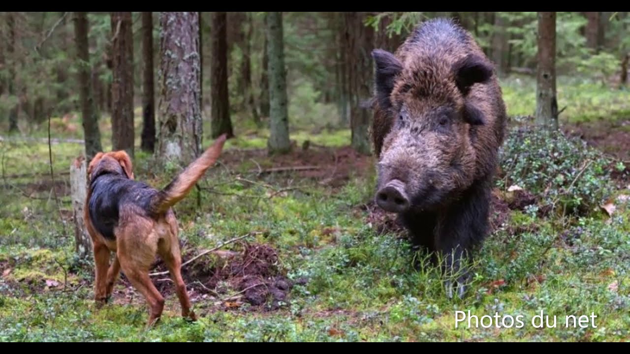 Quelques races de chiens utilisés pour la chasse du sanglier