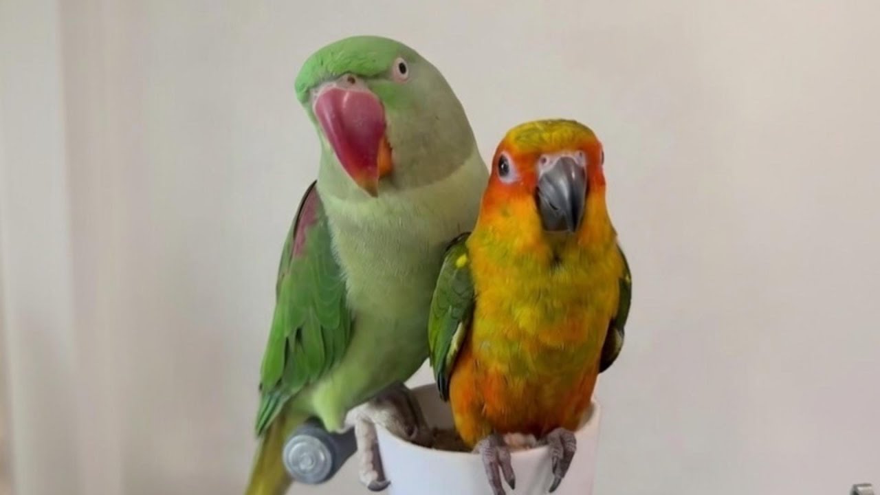 The first meeting of the new sun conure and Alexandrine parrot.
