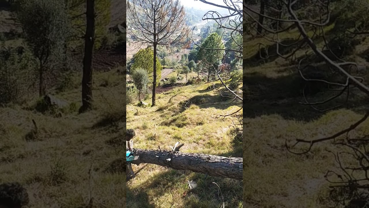 #woodcutting#treecrafton