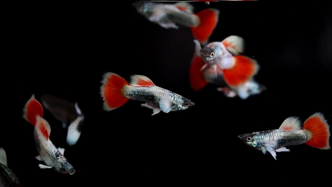 Santa Claus Guppy.