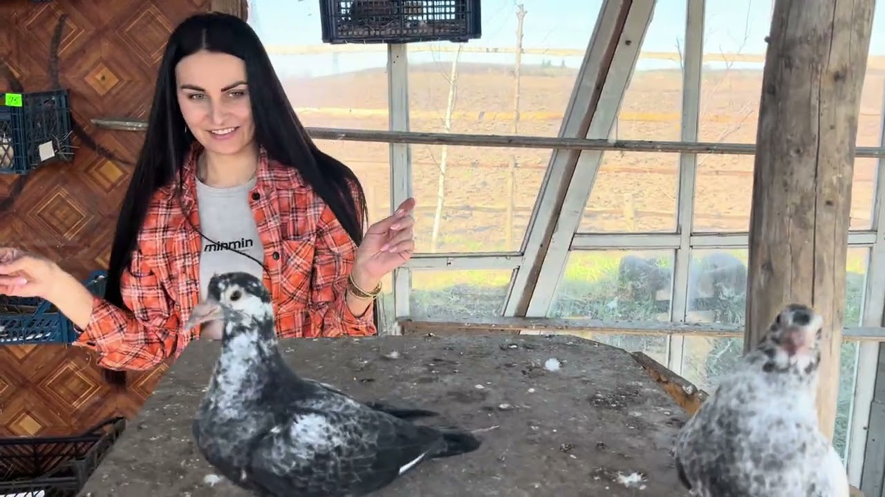 🐓Марічка в гостях в голубятні! #голуби #кури #село #життя #голубятники