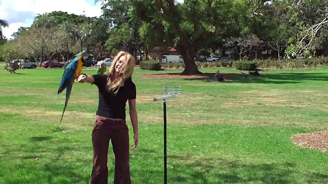 Zachery Macaw free flying at New Farm park, Brisbane, Australia