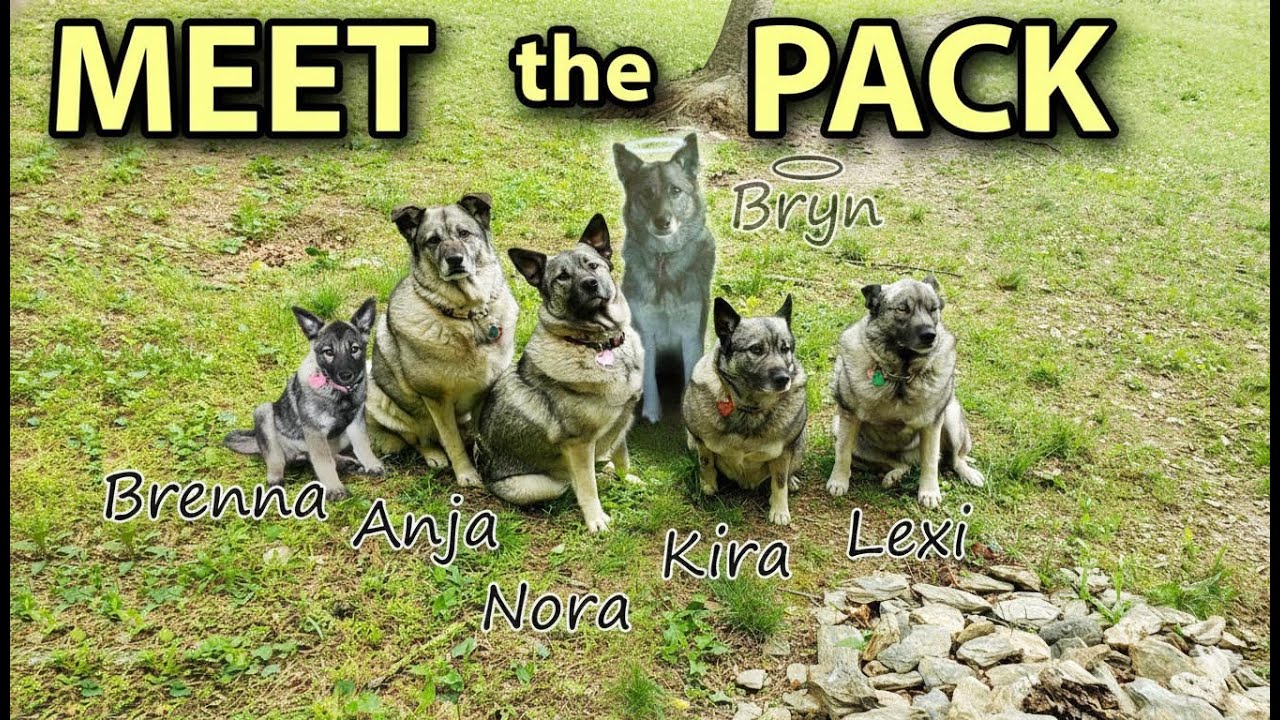 5 Elkhounds, 1 Pack: Life in the Pennsylvania Woods