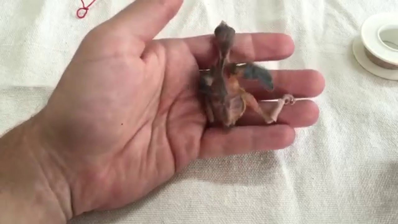 Anilhando Filhotes de Pássaros Sem que a Mãe Retire as Anilhas (Camuflagem de Anilhas)