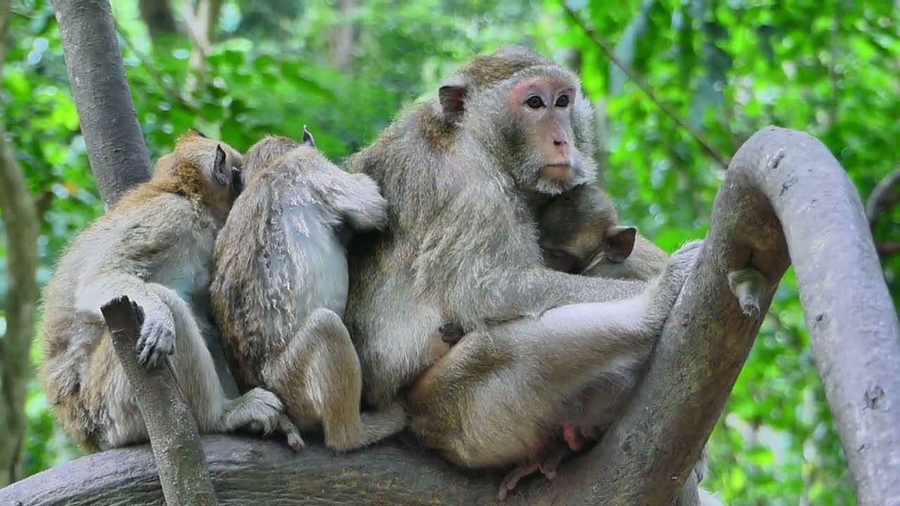 OMG__baby of Gladis monkey c