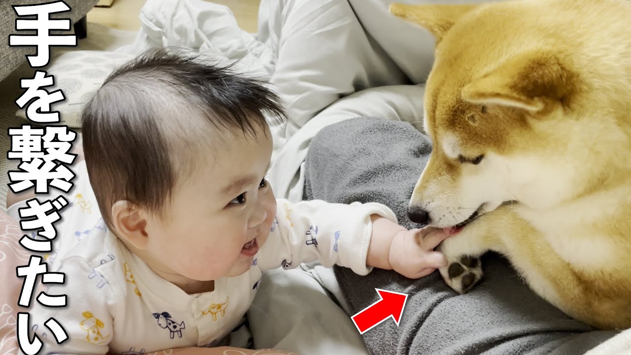 落ち込む柴犬の手を繋いで慰めようとする赤ちゃん