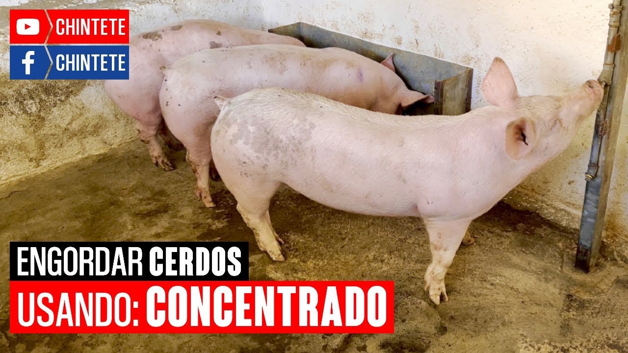 ¿Cómo ENGORDAR CERDOS mezclando CONCENTRADO con MAÍZ MOLIDO y/o con SORGO MOLIDO?