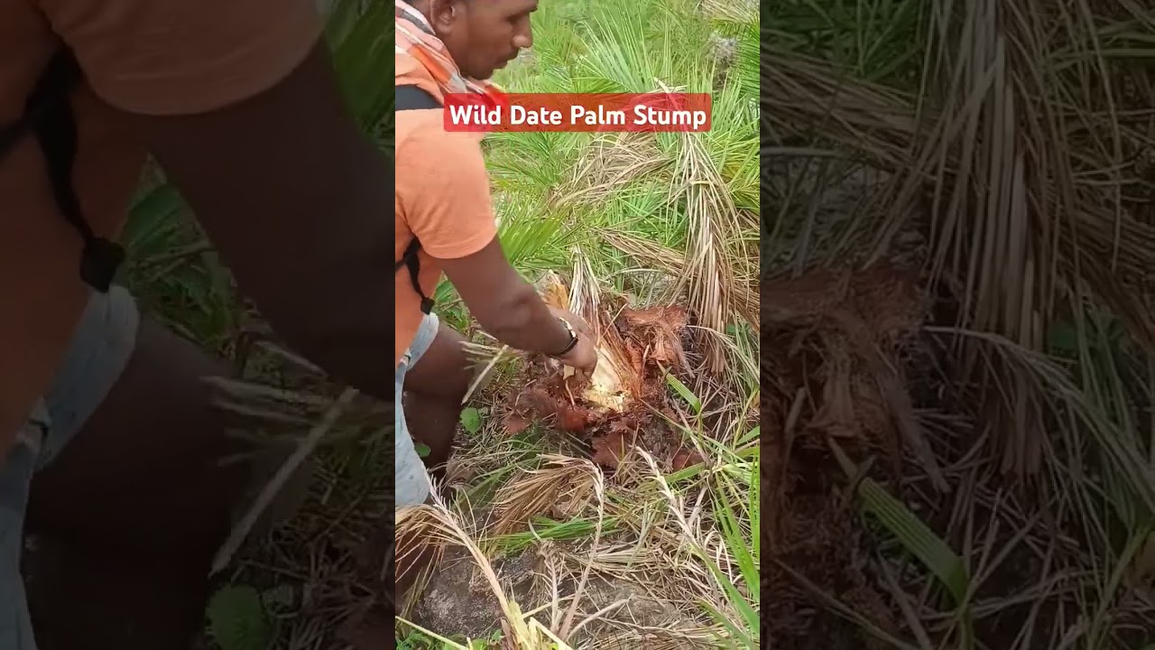 Mastering the art of primitive survival! 🏕️  wild? 🌍💪 