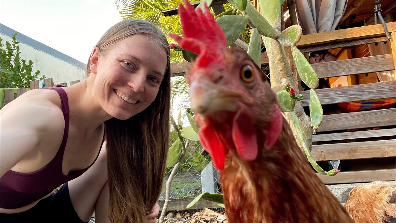 Airbnb with chickens in the backyard? Best Airbnb in Guadeloupe