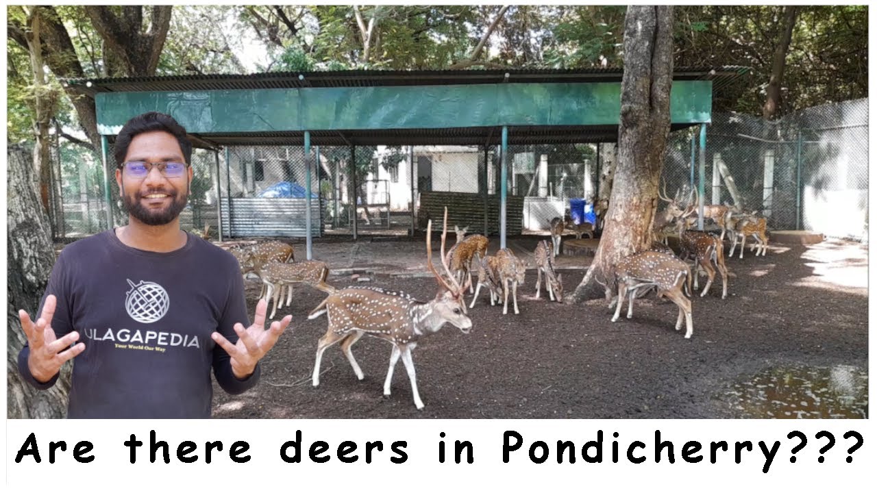 Are there deer in Pondicherry??? Ulagapedia with Arun Mithus