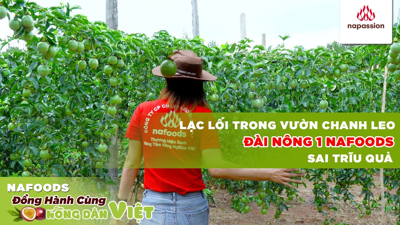 I Thăm vườn I Lạc lối giữa vườn chanh leo đẹp mê