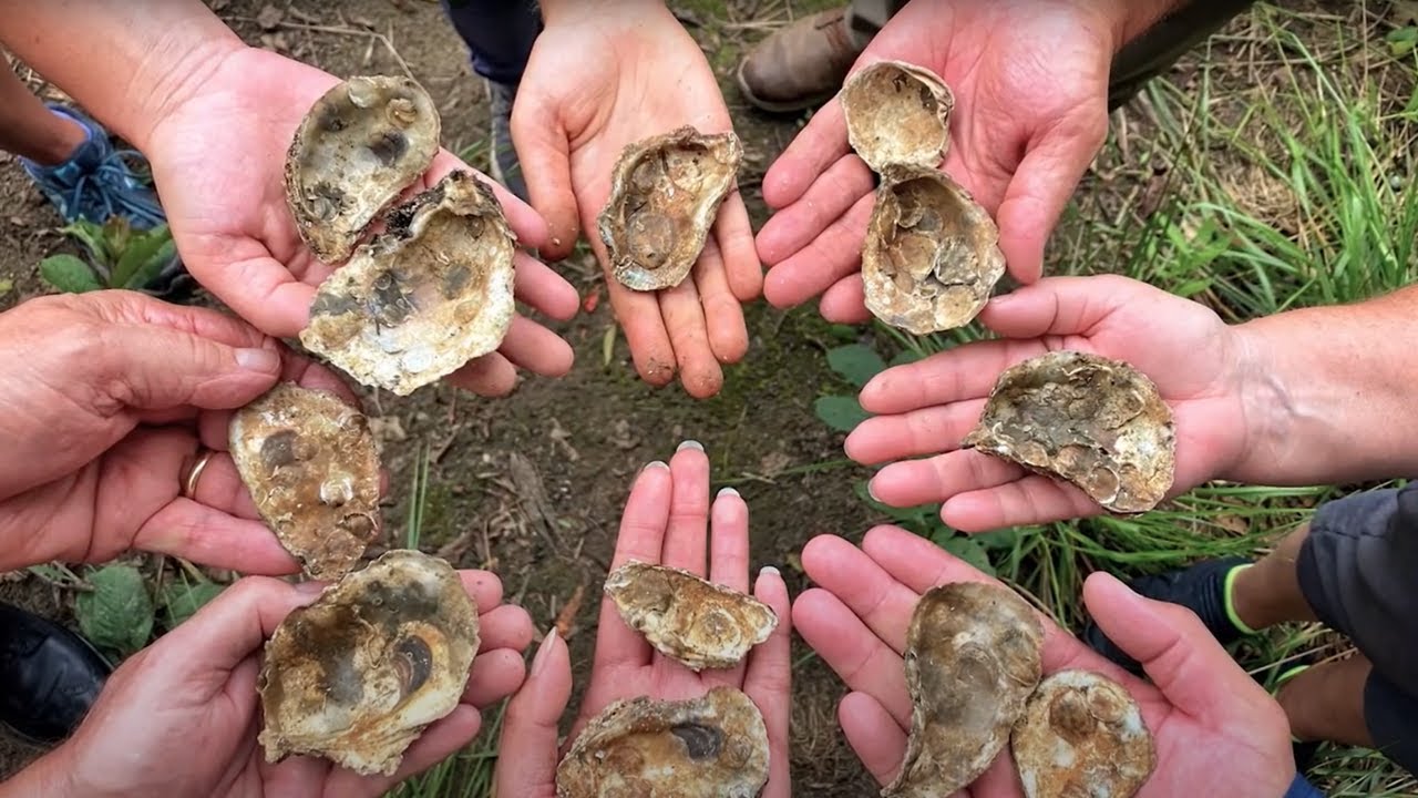 Nansemond Indian Nation: Restoring Connections Through Oysters