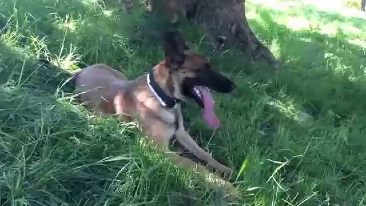 Malinois-H&uuml;ndin Amy nach einem anstrengenden Kopftraining